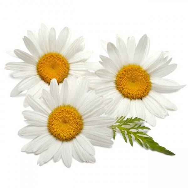 INGREDIENT FLEUR